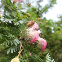 Calliandra surinamensis Benth.